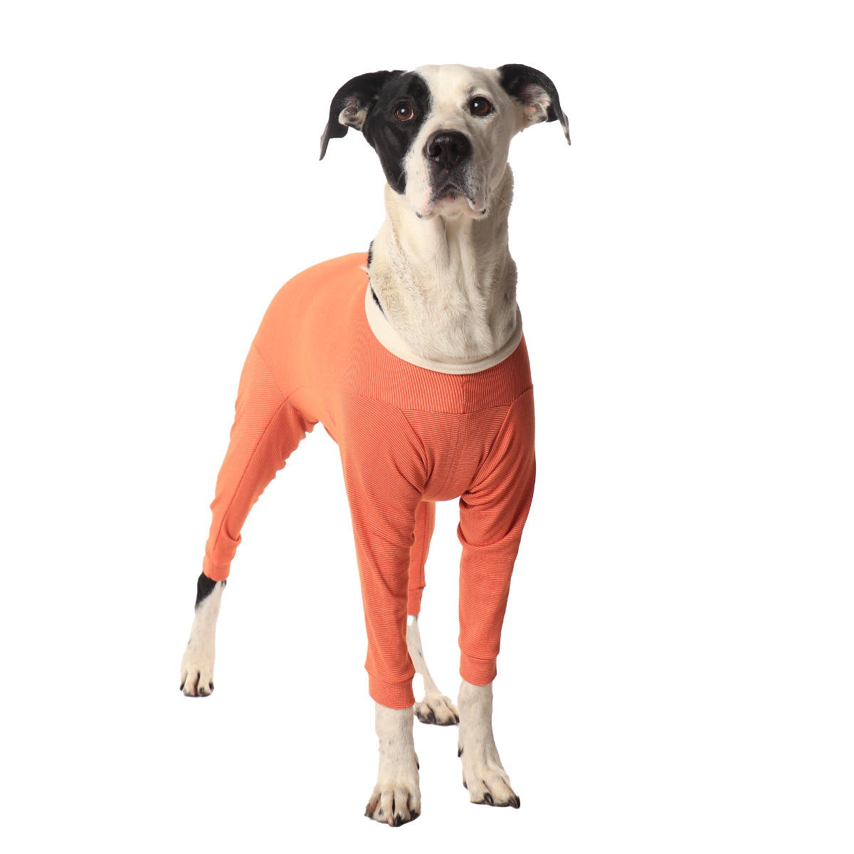 Luna & Milo CopperBody 4-Legs #11